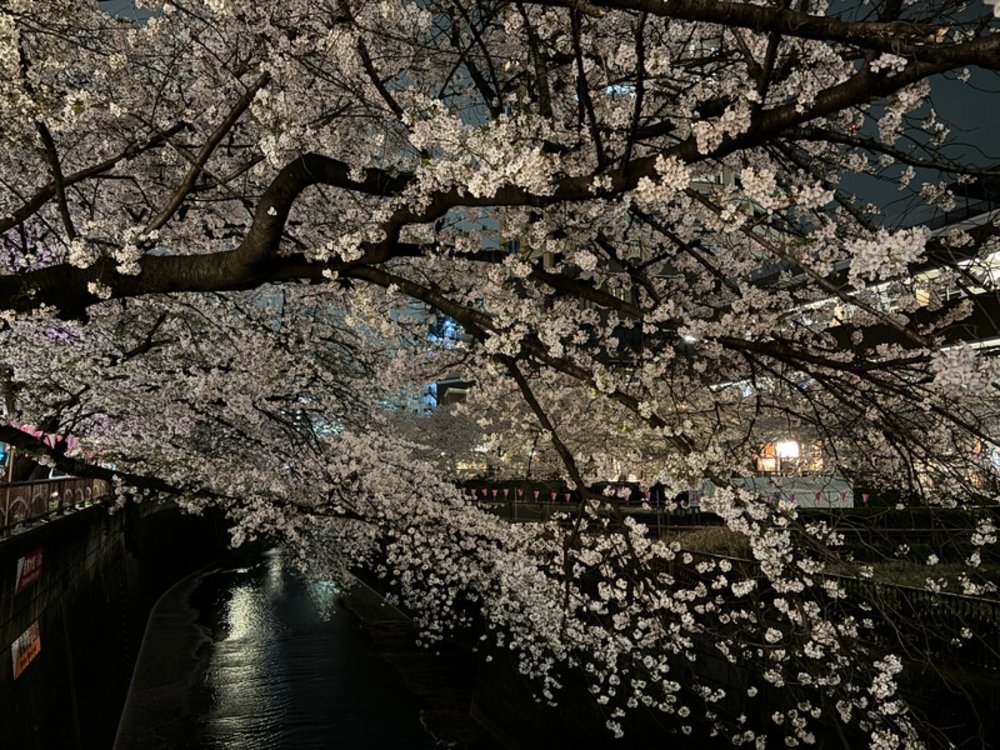 目黑川賞櫻｜賞櫻時間與地點推薦