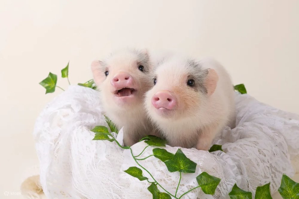 札幌景點｜北海道Micro Pig Cafe迷你豬咖啡館體驗