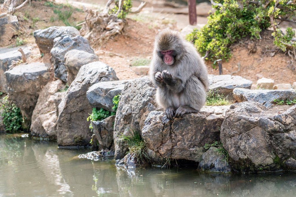 Iwatayama Monkey Park