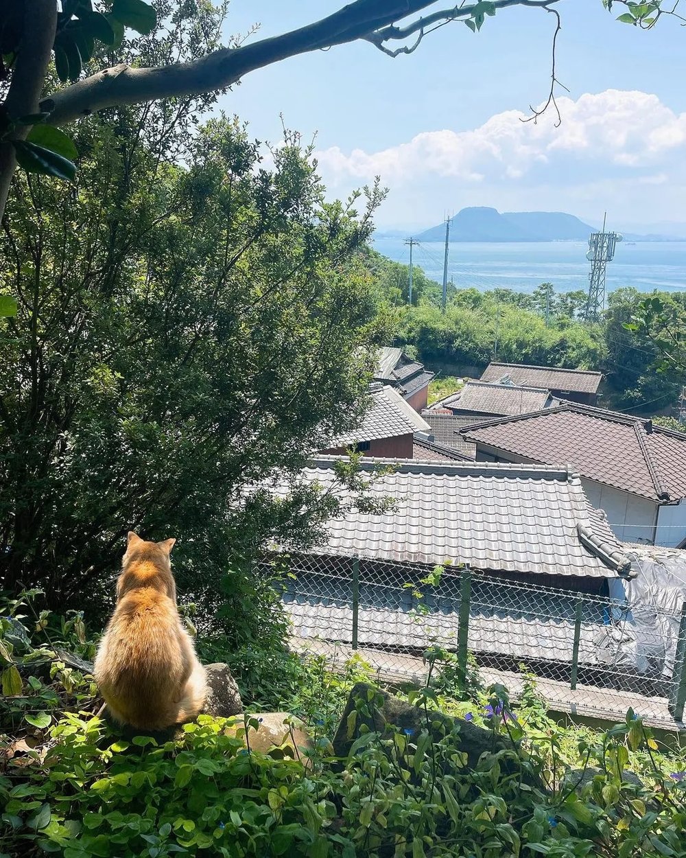 instagram@setouchi_triennale 📍男木岛