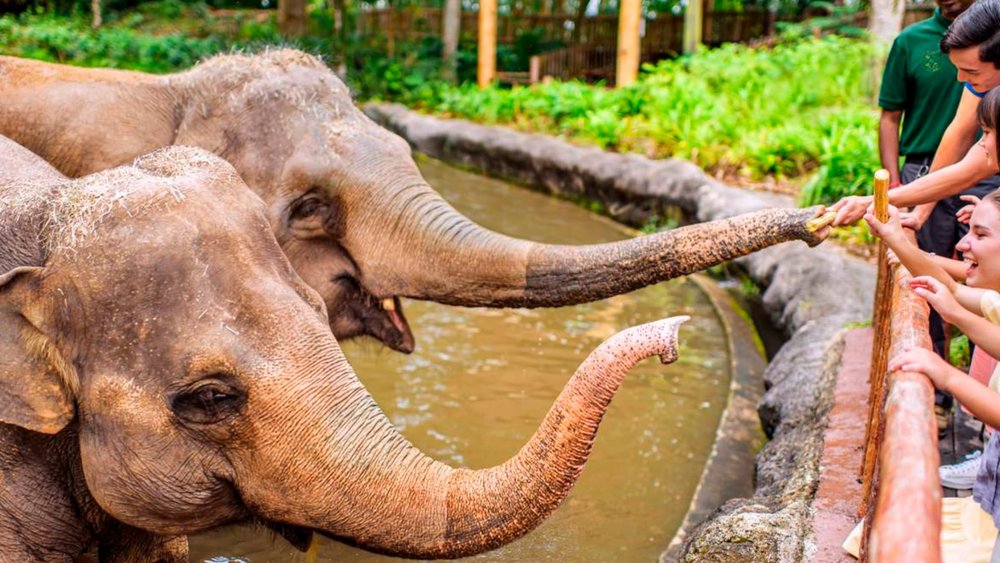 Have a hearty interaction with adorable tuskers at the Singapore Zoo