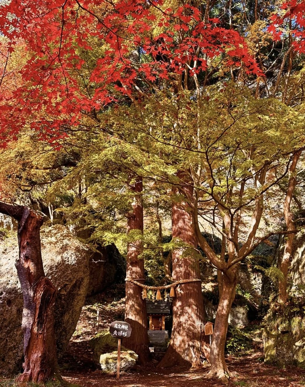 青森自由行,白神山地