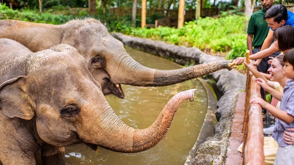 Ngày 2: Mandai Wildlife Reserve