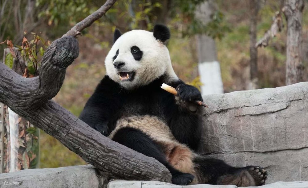 Sở Thú Trùng Khánh