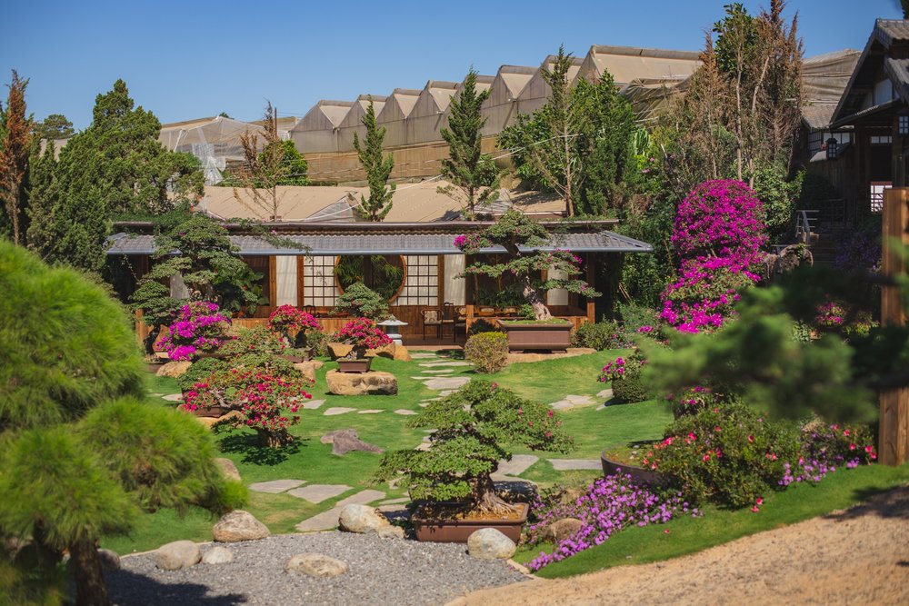 Vườn bonsai lá kim