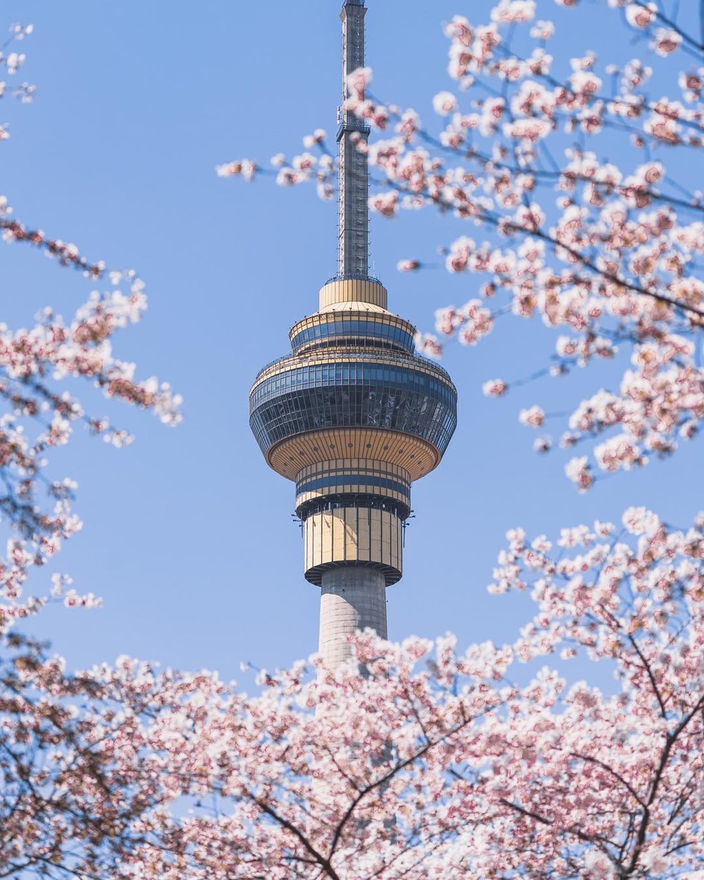 hoa-anh-dao-trung-quoc