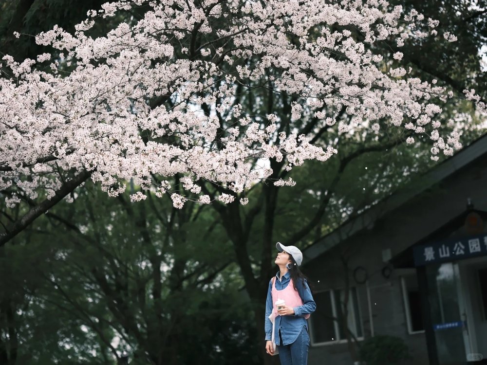 hoa-anh-dao-trung-quoc