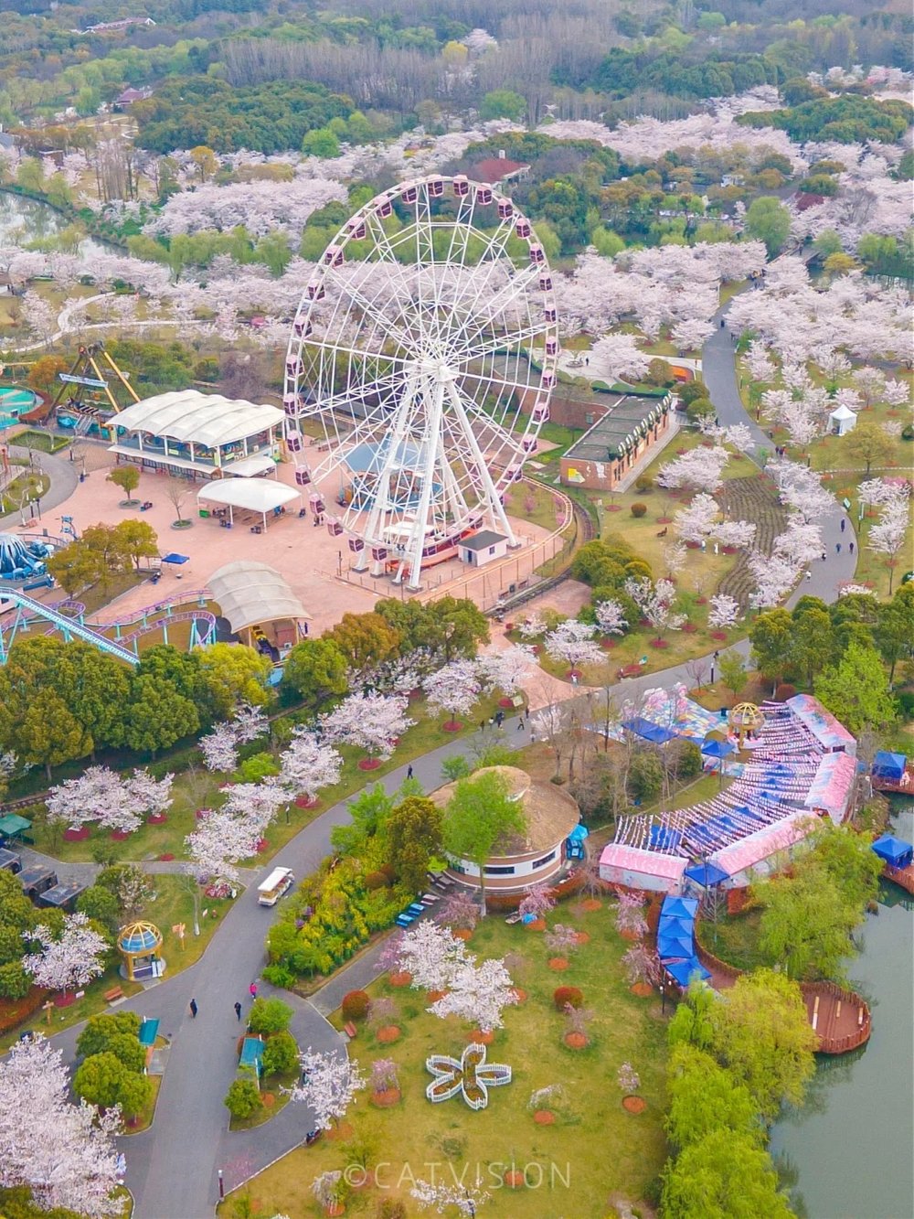 hoa-anh-dao-trung-quoc