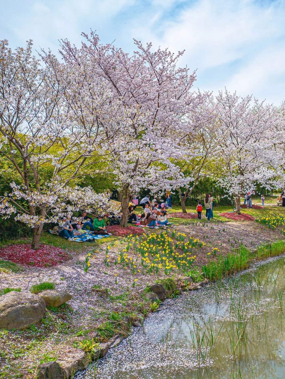 hoa-anh-dao-trung-quoc