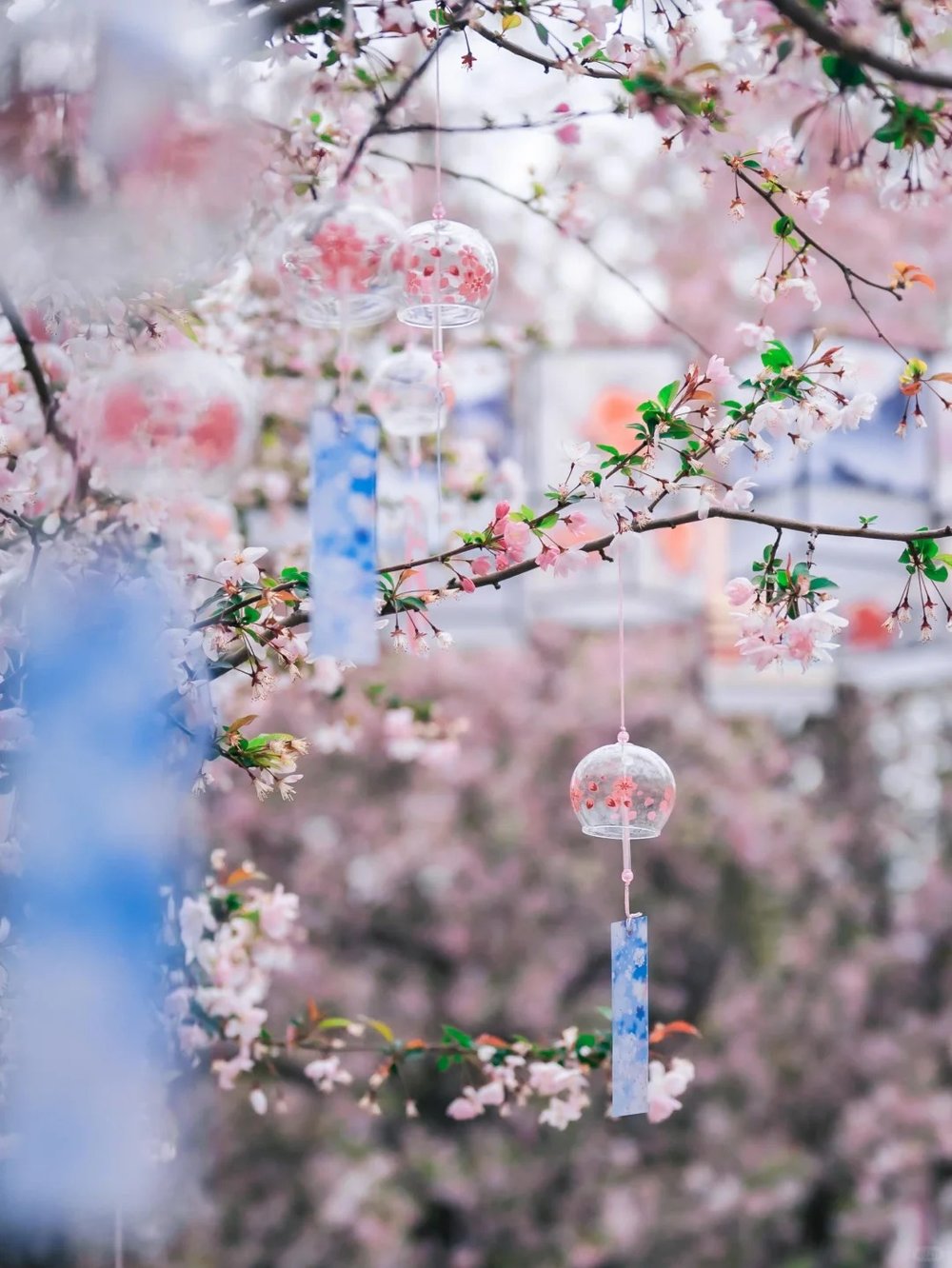 hoa-anh-dao-trung-quoc