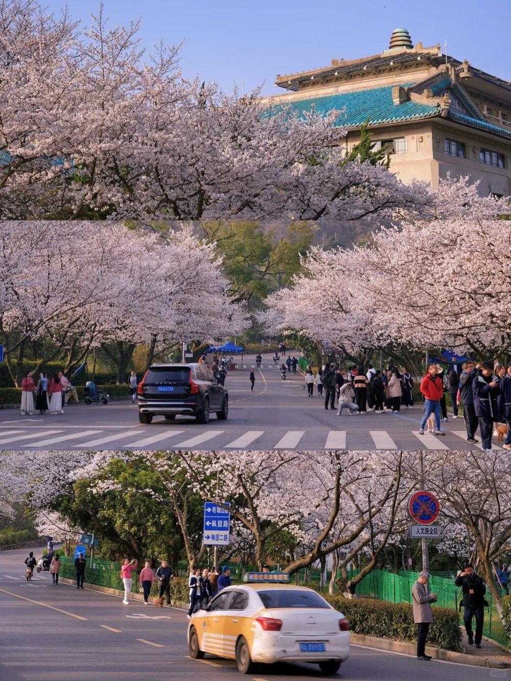 hoa-anh-dao-trung-quoc