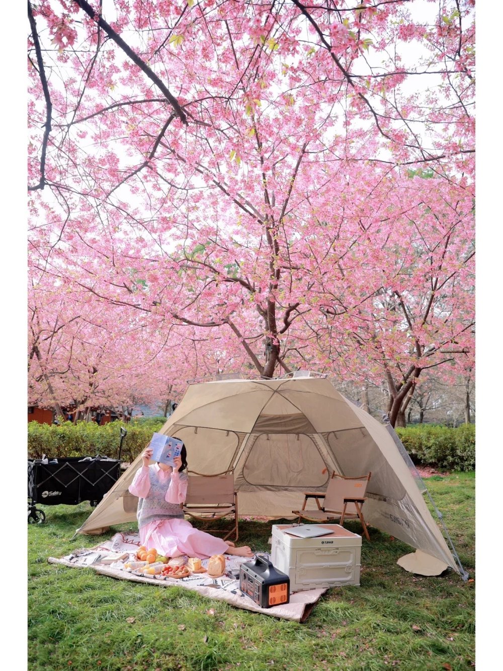 hoa-anh-dao-trung-quoc