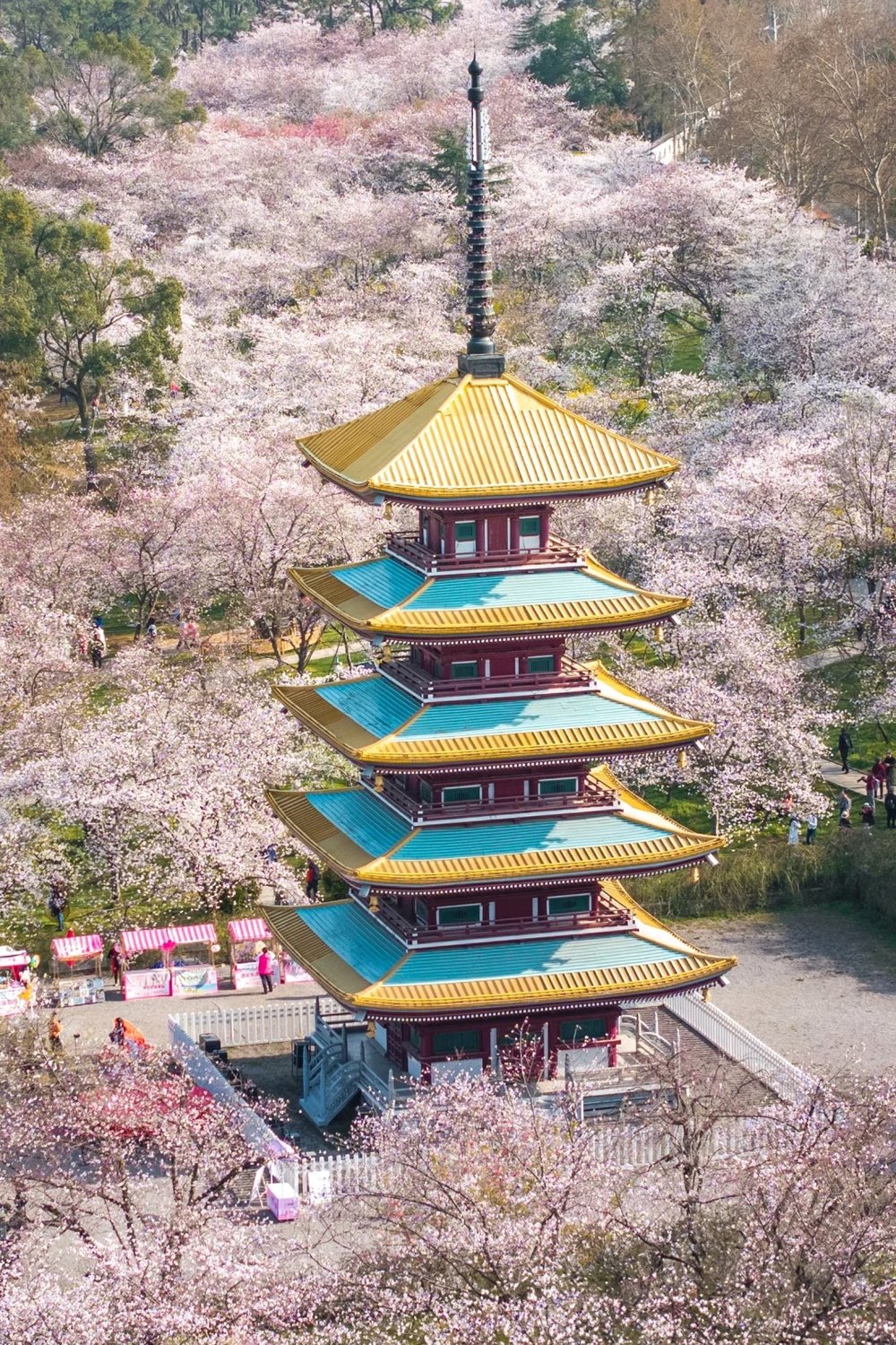 hoa-anh-dao-trung-quoc