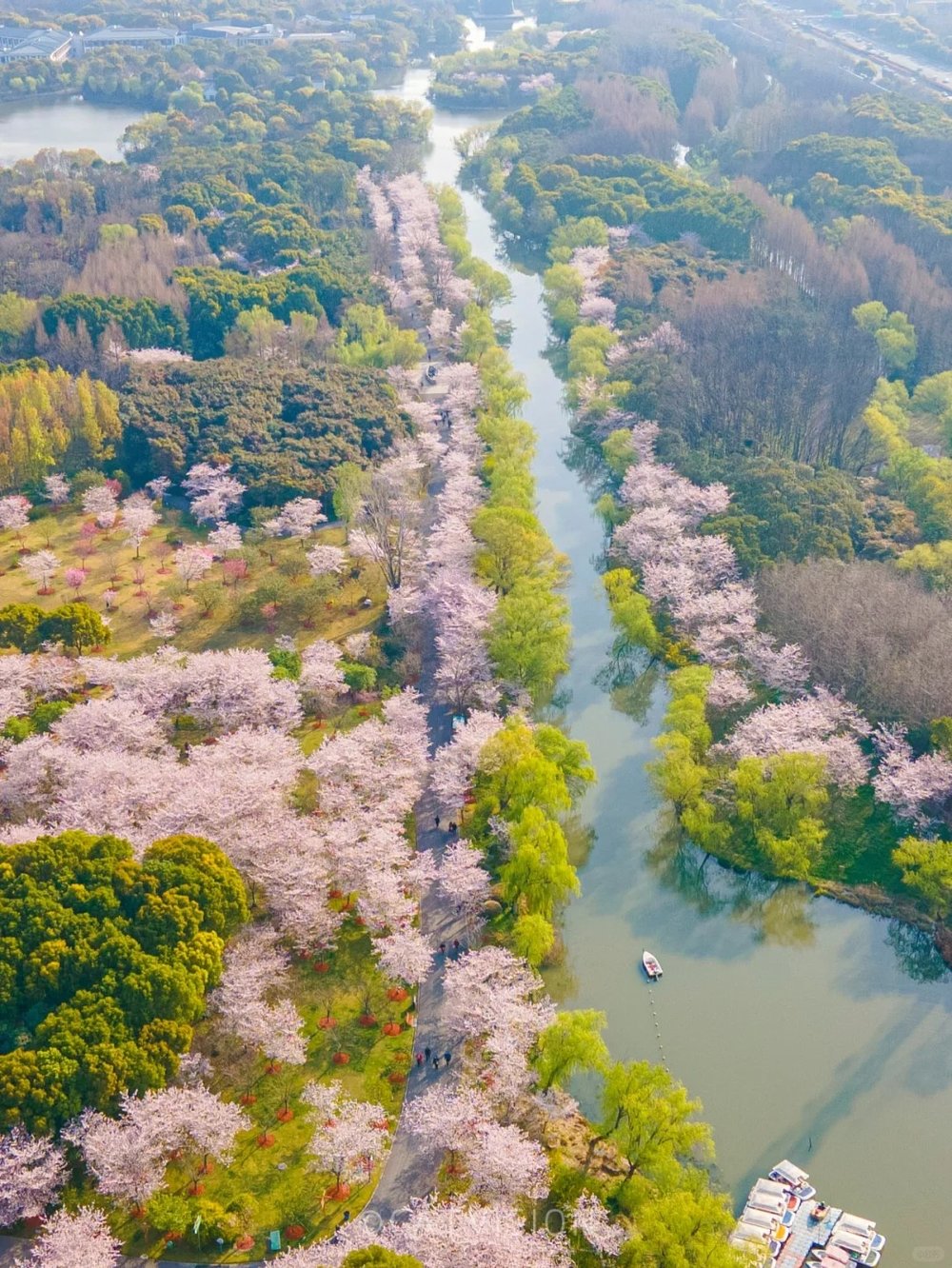 hoa-anh-dao-trung-quoc