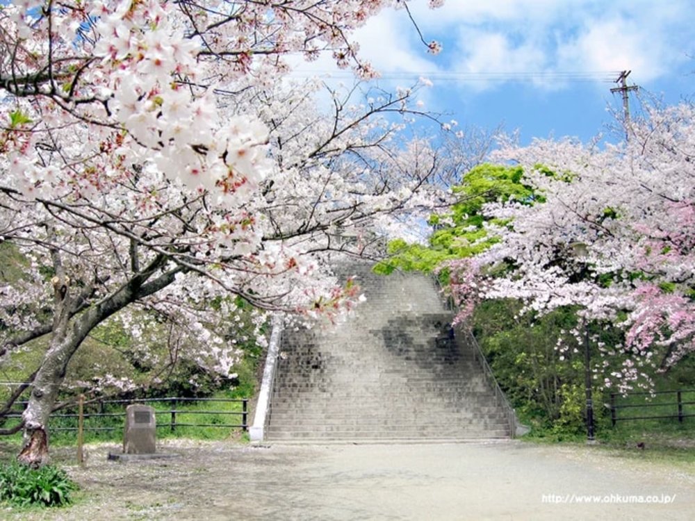 福岡櫻花