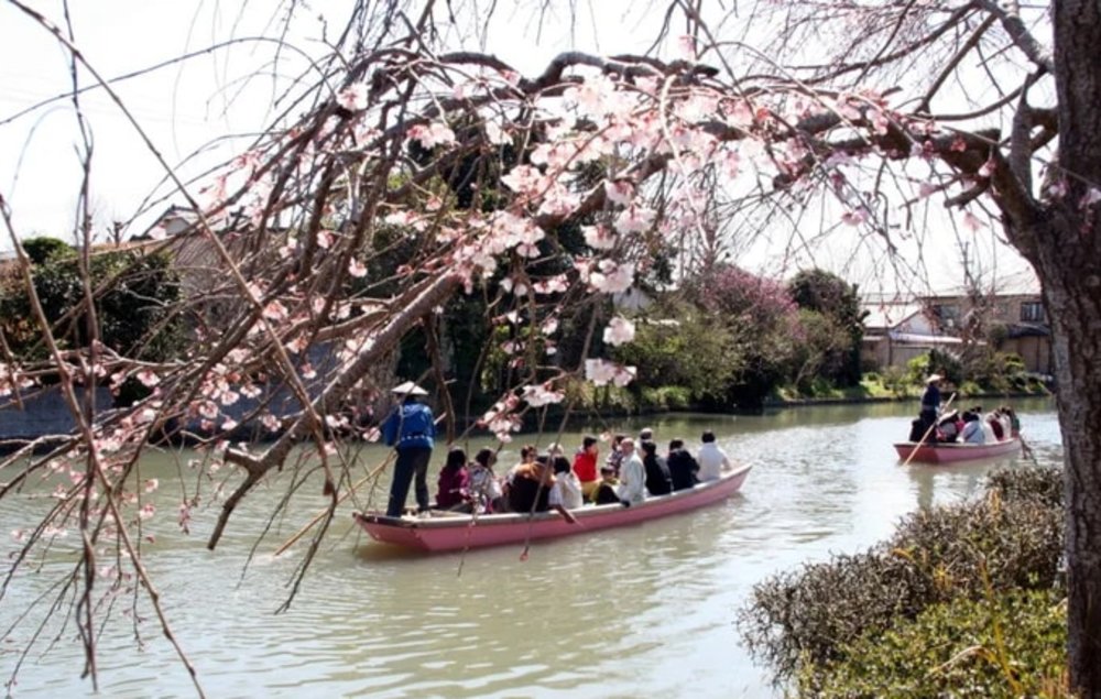 福岡櫻花