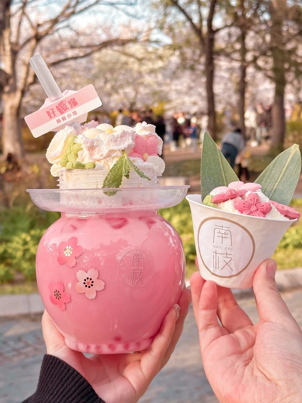 China Cherry Blossom Forecast - Zhongshan Park, Qingdao (中山公园) Sakura Themed Ice Cream