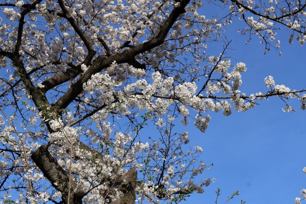 天神中央公園（Tenjin Chuo Park）