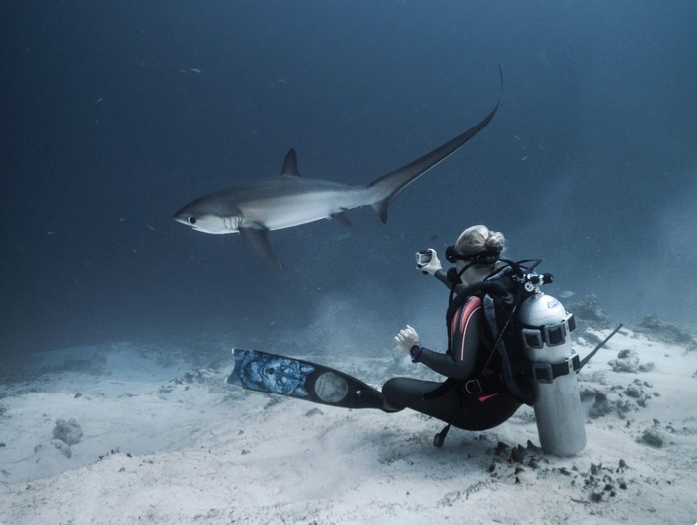 Thresher sharks in Fuvahmulah,