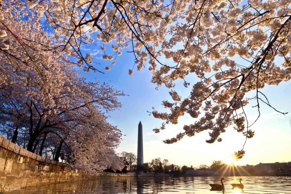 Tidal Basin during cherry blossom season