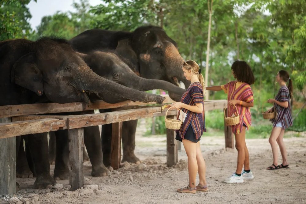 Group of girls feeding elephants