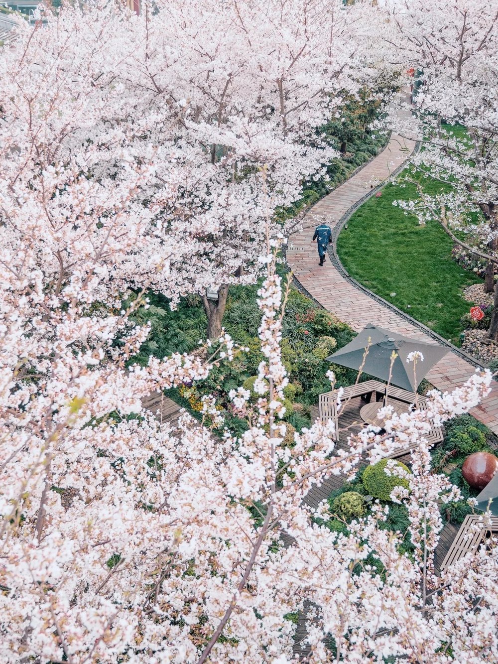 hoa-anh-dao-trung-quoc