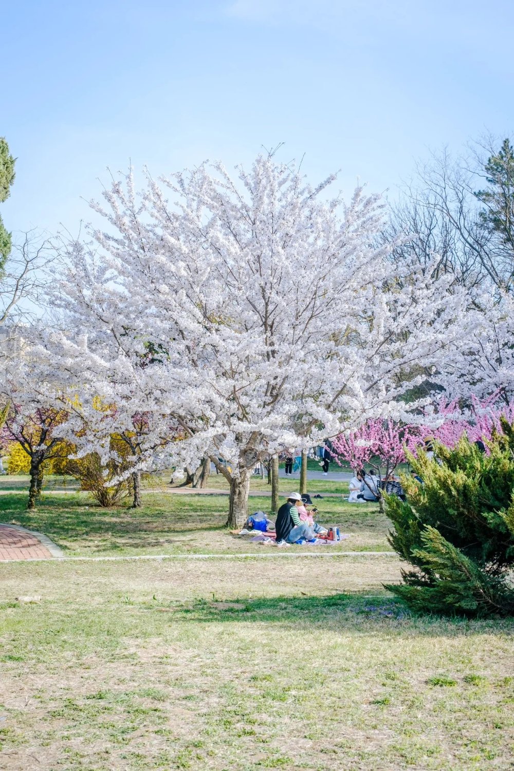 hoa-anh-dao-trung-quoc