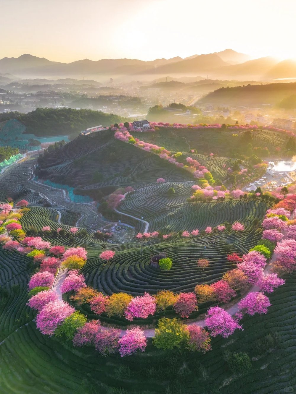 hoa-anh-dao-trung-quoc