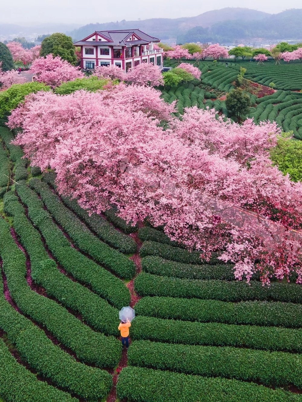 hoa-anh-dao-trung-quoc