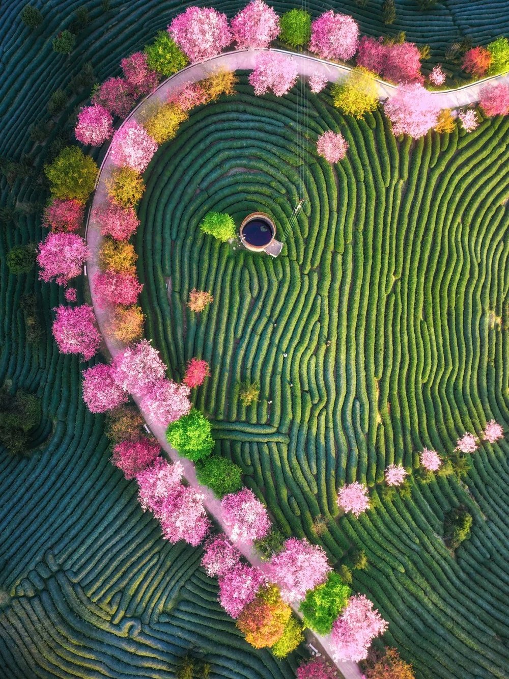 China Cherry Blossom Forecast - Yongfu Cherry Blossom Garden, Zhangping Drone Shot
