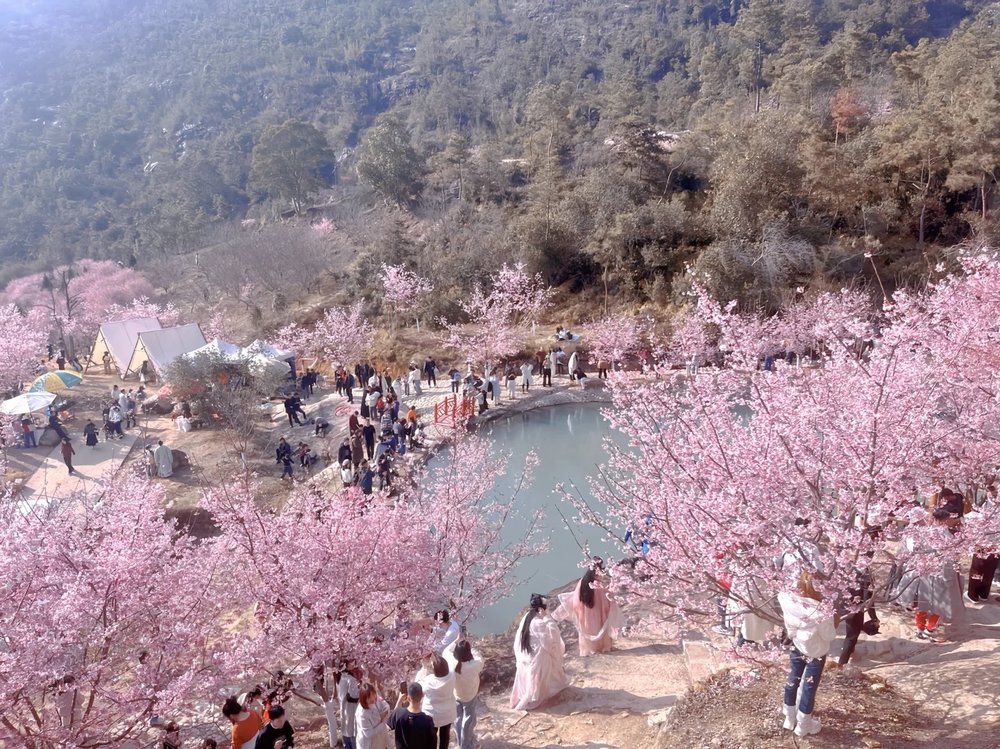 hoa-anh-dao-trung-quoc