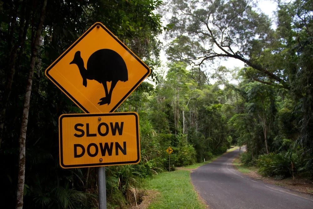 Kinh Nghiệm Thuê Xe Tự Lái Ở New Zealand