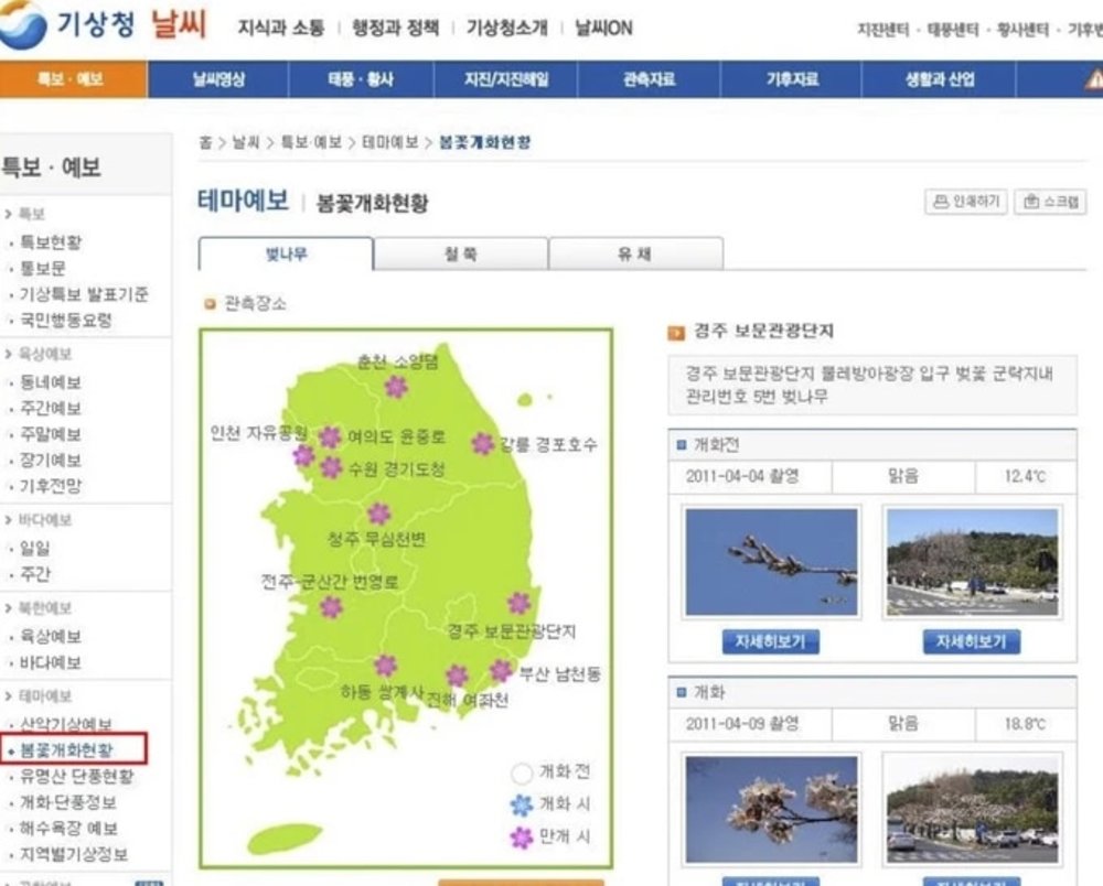 2025韓國櫻花｜韓國賞櫻預測機構