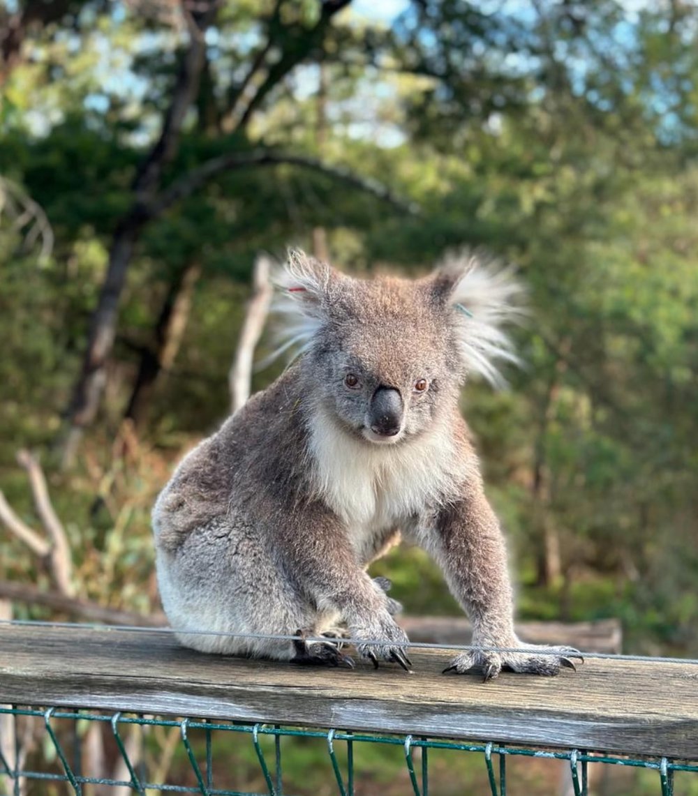 菲利普島 無尾熊保育中心的無尾熊