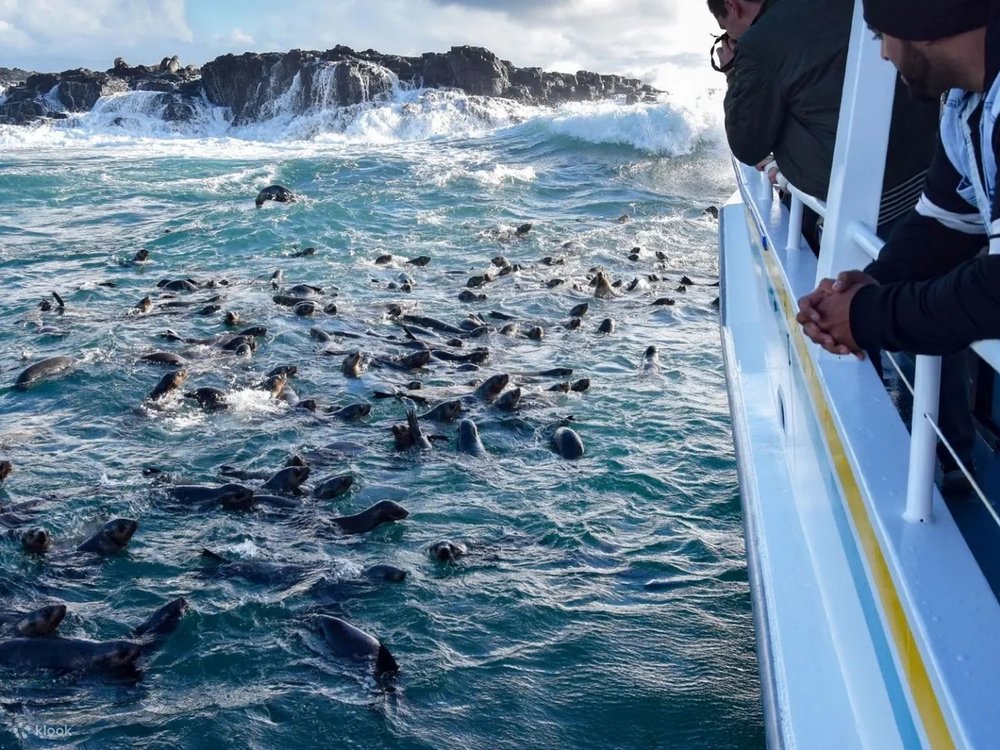 菲利普島 觀賞海豹遊船之旅