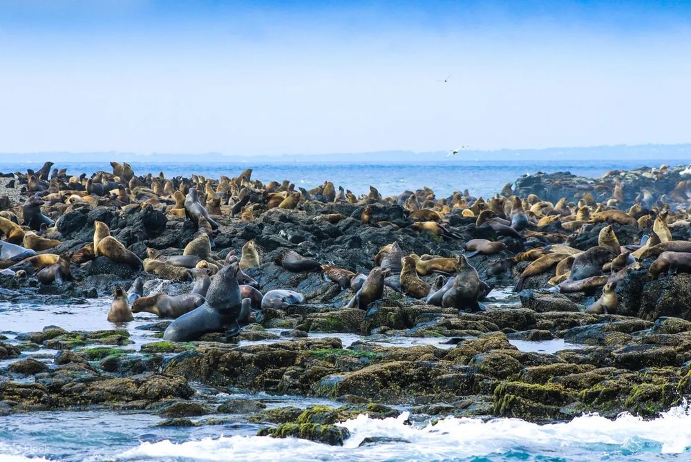 菲利普島 海豹群