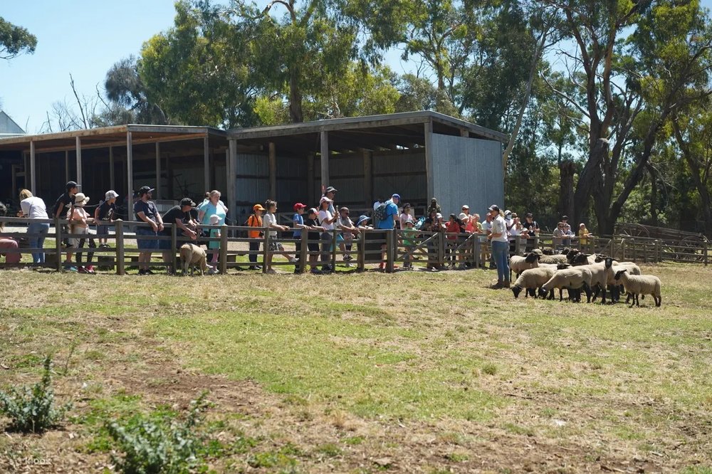 菲利普島 邱吉爾島 遊客觀賞動物