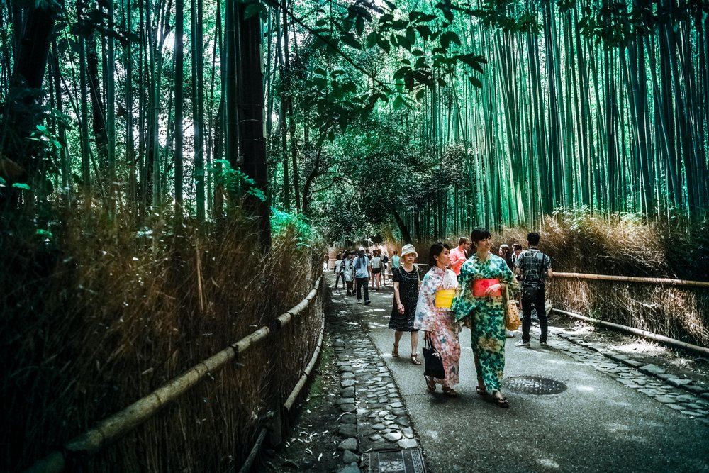 People Walking on Bride in Forest