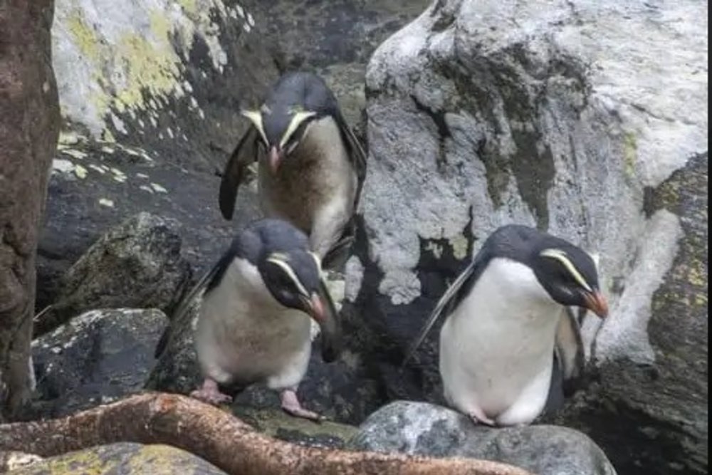 米爾福德峽灣 峽灣冠企鵝