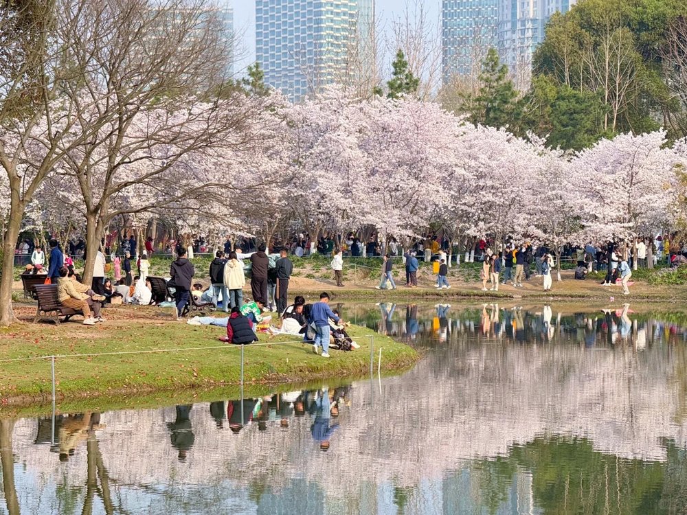 Shanghai Cherry Blossom Spots - Century Park (世纪公园).jpg