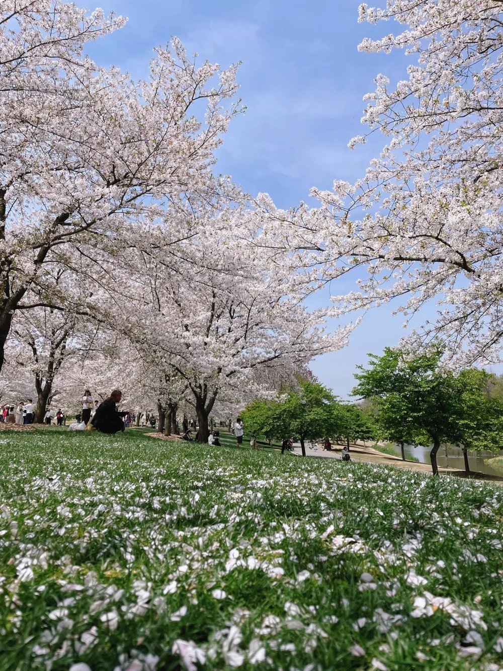 Shanghai Cherry Blossom Spots - Shanghai Chenshan Botanical Garden (上海辰山植物园)
