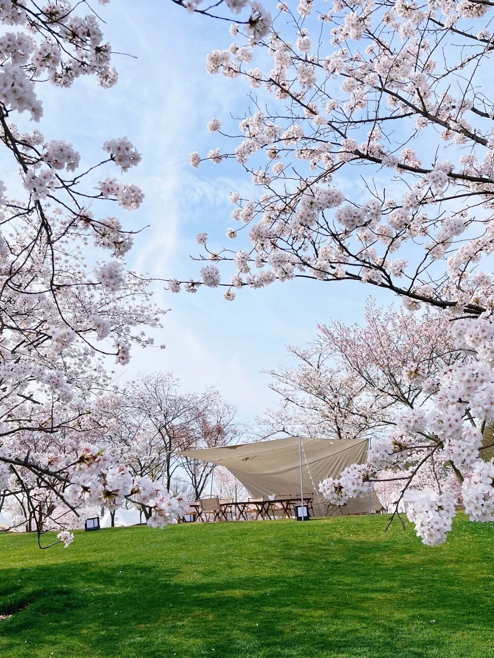 Shanghai Cherry Blossom Spots - Shanghai Chenshan Botanical Garden (上海辰山植物园) Sakura Full Bloom