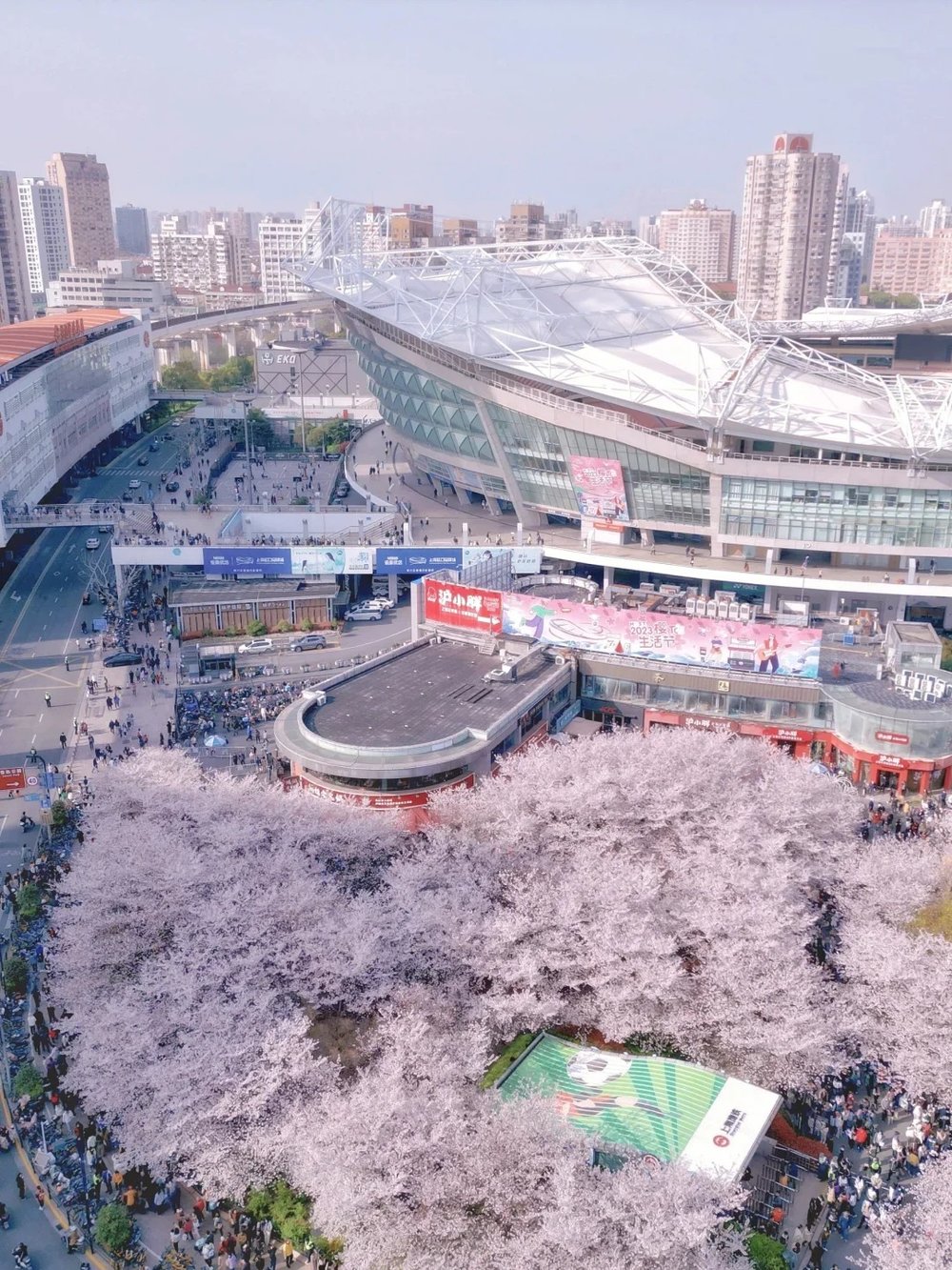 Shanghai Cherry Blossom Spots - Hongkou Football Stadium Luxun Park (鲁迅公园)