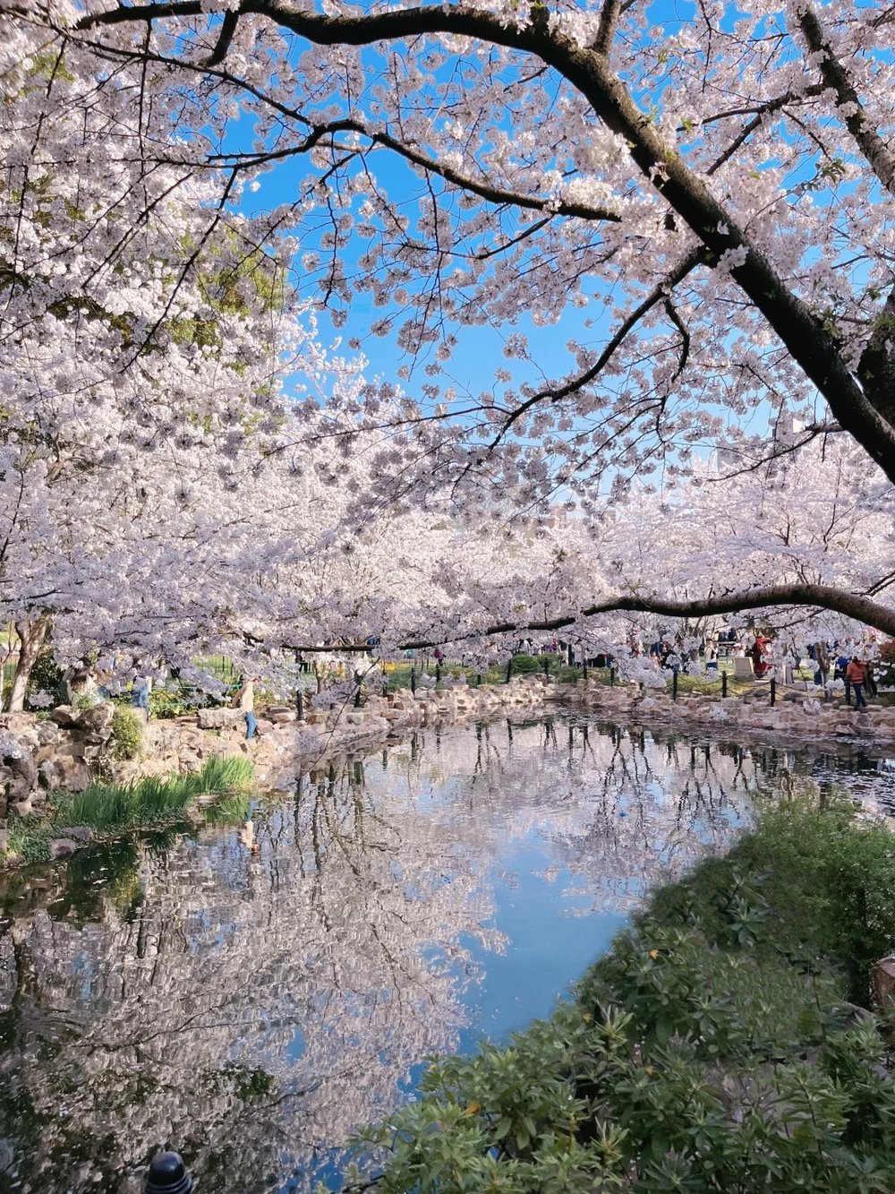 Shanghai Cherry Blossom Spots - Hongkou Football Stadium and Luxun Park
