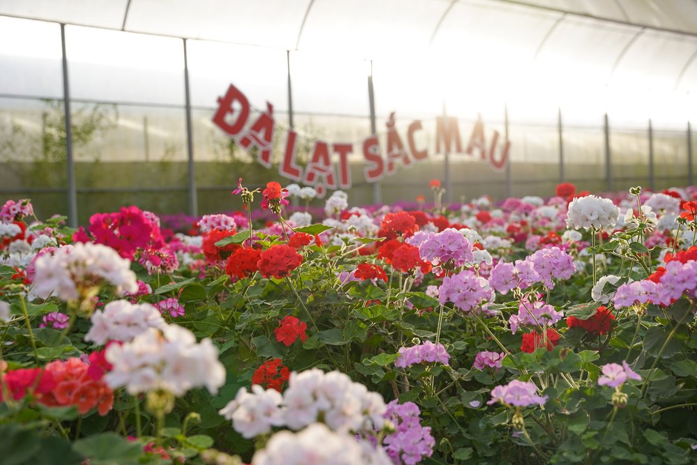 Di Chuyển Đến Làng Hoa Vạn Thành Bằng Xe Ô Tô