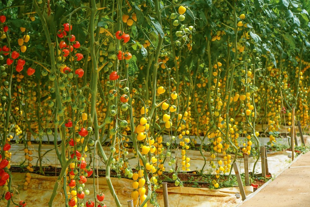 Giá Vé Làng Hoa Vạn Thành Đà Lạt