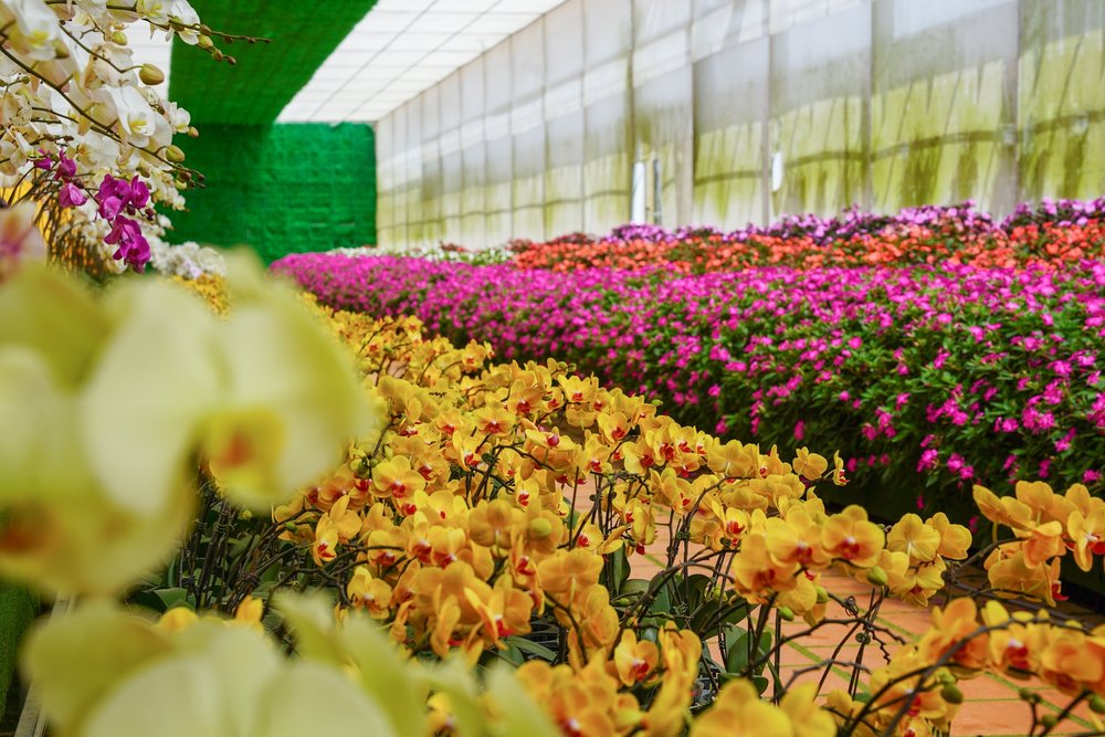 Làng Hoa Vạn Thành Có Gì Chơi?