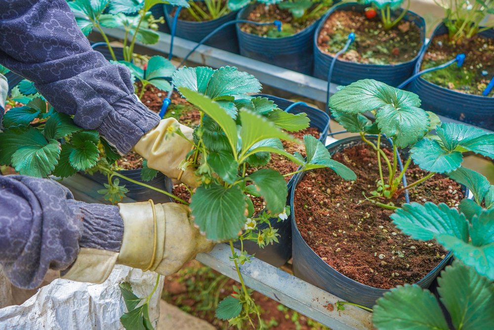 Trải Nghiệm Làm Nông Dân Tại Làng Hoa Vạn Thành