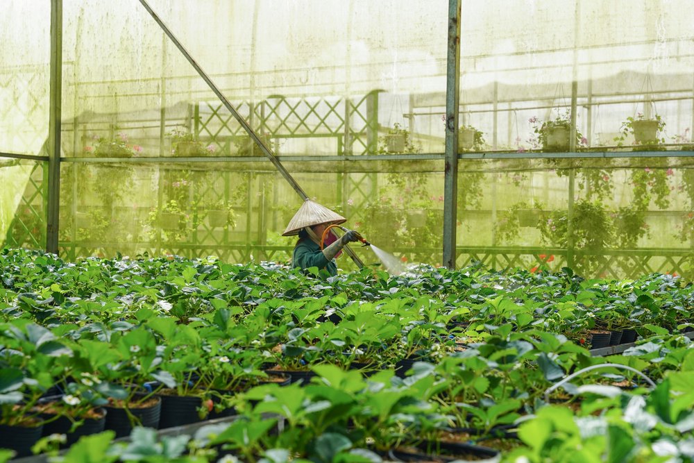 Lưu Ý Khi Tham Quan Làng Hoa Vạn Thành