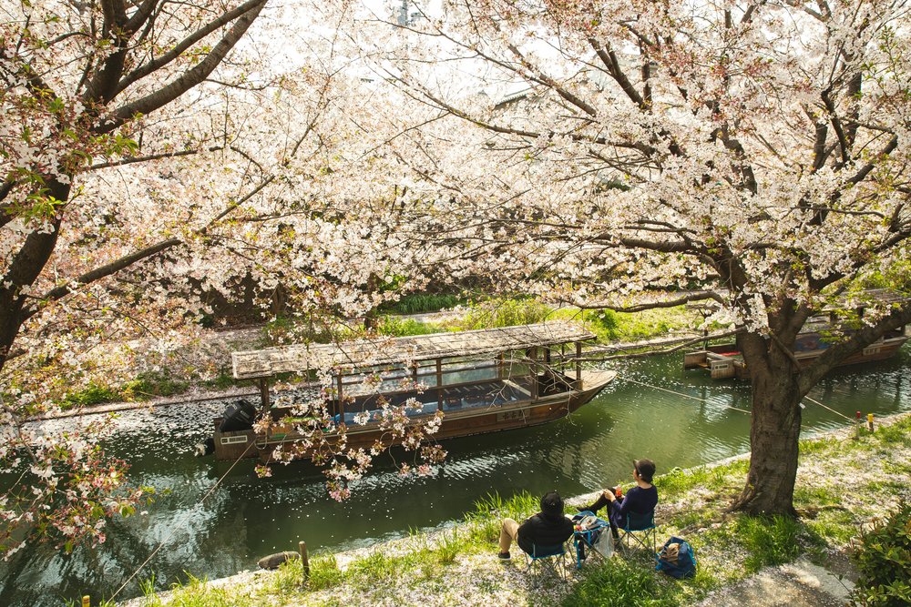 Couple chilling under blooming Sakura trees in Japan Credits : Ryutaro Tsukata/ Pexels